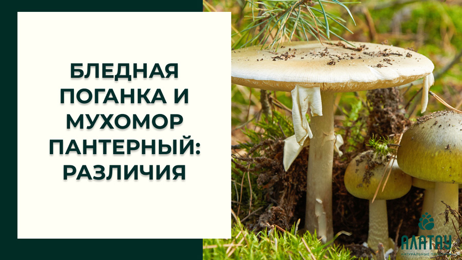 Бледная поганка и мухомор пантерный: различия