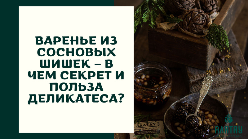 Можно ли есть сосновые шишки?