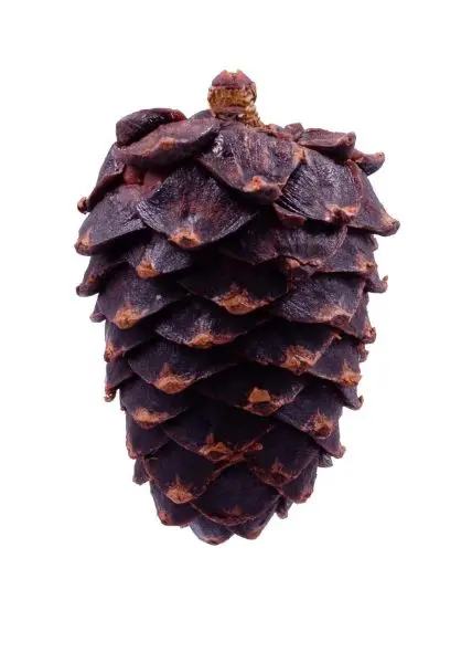 Цукат из кедровой шишки, 70 гр Цукат из кедровой шишки, 70 гр